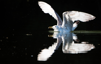 SEAGULL / ***