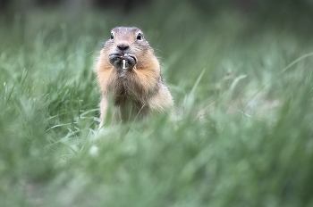 Hiding / ***