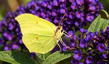 Zitronenfalter / Zitronenfalter bzw Schmetterling im Garten in Zeulenroda 
Foto by Marcel Krawetzke mkdeluxephotography