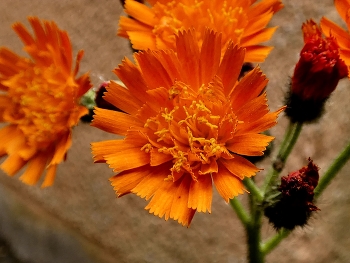 Habichtskraut / Das orangerote Habichtskraut blüht wieder in meinem Garten