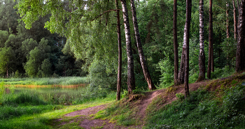 In forest / ***