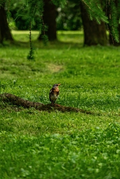 thrush / ***