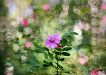 &nbsp; / ***