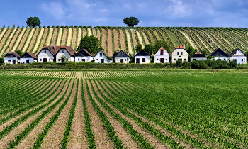Wein - Kellergasse / ***