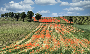 Wein trifft Mohn / ***