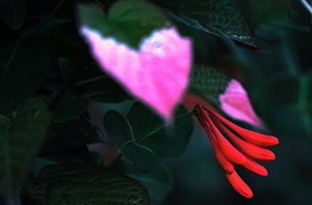 Summer flowers / ***