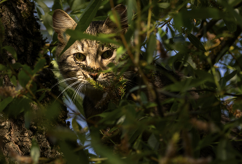 in ambush / ***