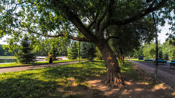 Walking in summer park / ***