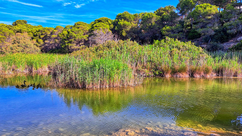 L'Ametlla de Mar - Tres Cales (aiguamoll) - Baix Ebre / L'Ametlla de Mar - Tres Cales (aiguamoll) - Baix Ebre