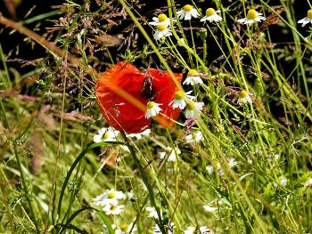 Mohn und Kamille / Eine städtische Grünfläche mit viel Natur