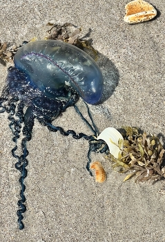 Nature’s beach arrangements / Found on a beach