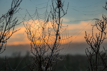 Web. / ***