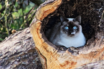 in ambush / ***