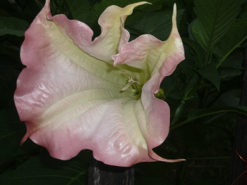 Datura / ***