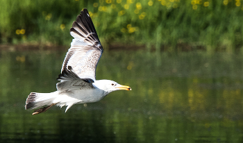 SEAGULL / ***