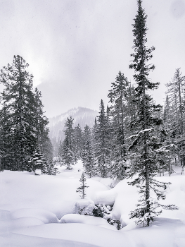 Forest / ***