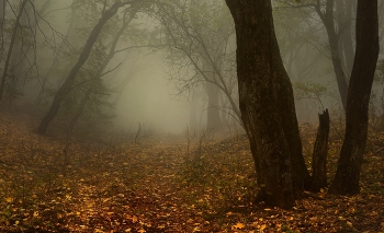 Foggy morning / ***