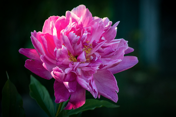 &nbsp; / ***