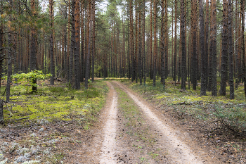 Pine forest / ***