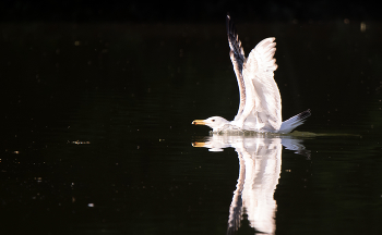 SEAGULL / ***
