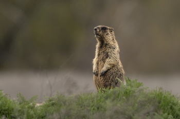 on guard / ***