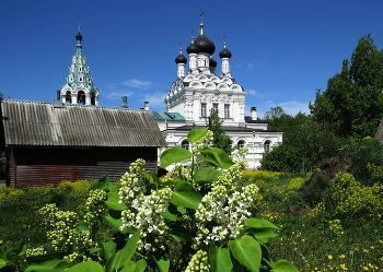 White Lilac / ***
