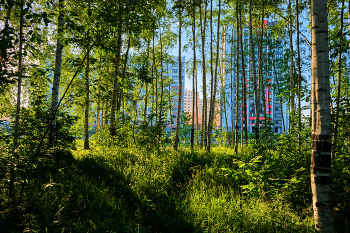 Evening light / ***