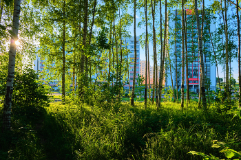 Evening Light 2 / ***