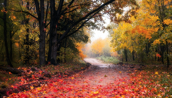 Autumn walk / ***