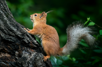 Squirrel / ***