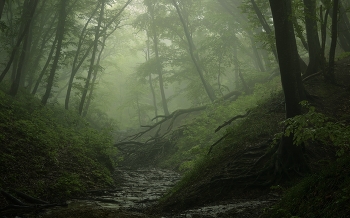 Foggy morning / ***