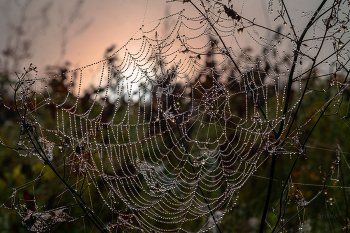 At dawn / ***