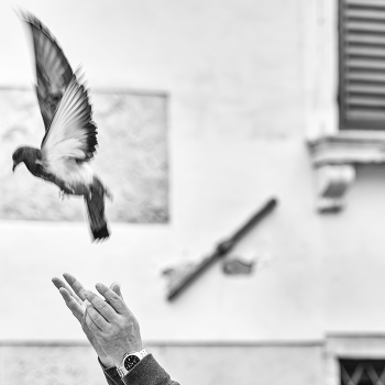 Fly / ***