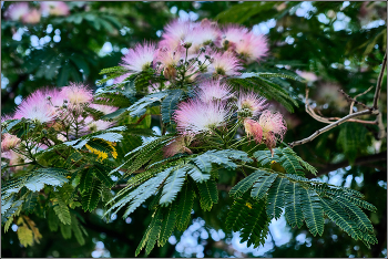 Flowering. / ***