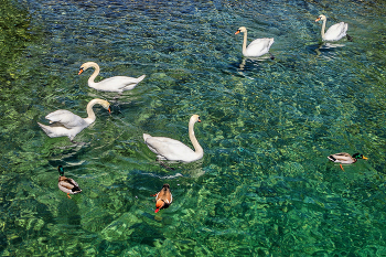 Swan Lake / ***