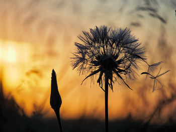 On the morning dawn / ***