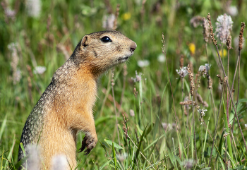 &nbsp; / ***