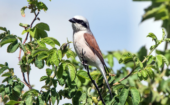 Red-backed shrike / ***
