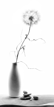 Zen / ***