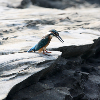 Kingfisher / ***