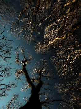 Nerve / ***