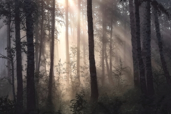 Foggy morning / ***