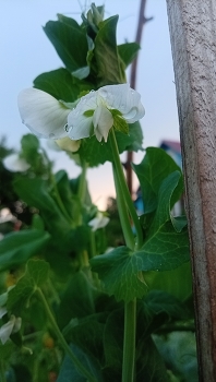 Life around / ***