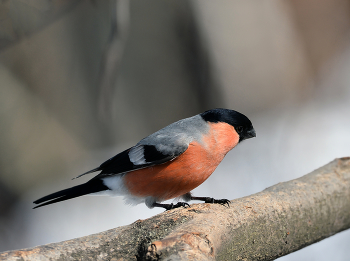 Bullfinch / ***