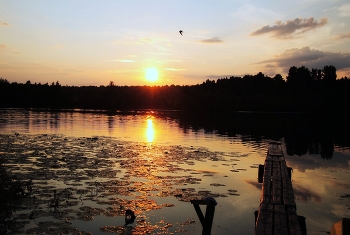 Golden Sunset / ***