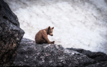Thinker / ***