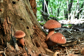 Stump / ***