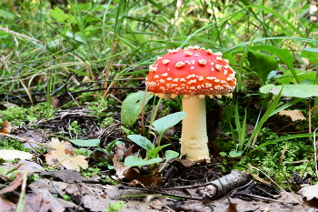 Fly-agaric / ***