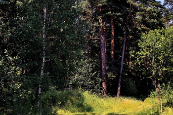 Forest edges. / ***