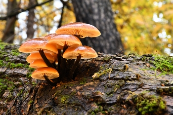 Autumn gifts / ***